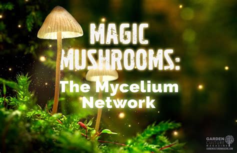 The Transformative Power of Mushroom Magic: Harnessing Growth and Change